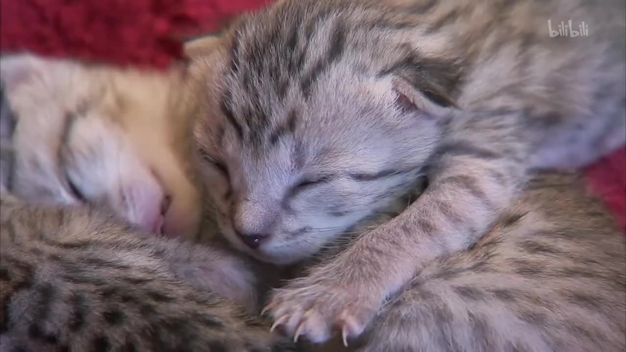 6_《萌宠成长记 第三季》第6集 小小野猫_高清 1080P