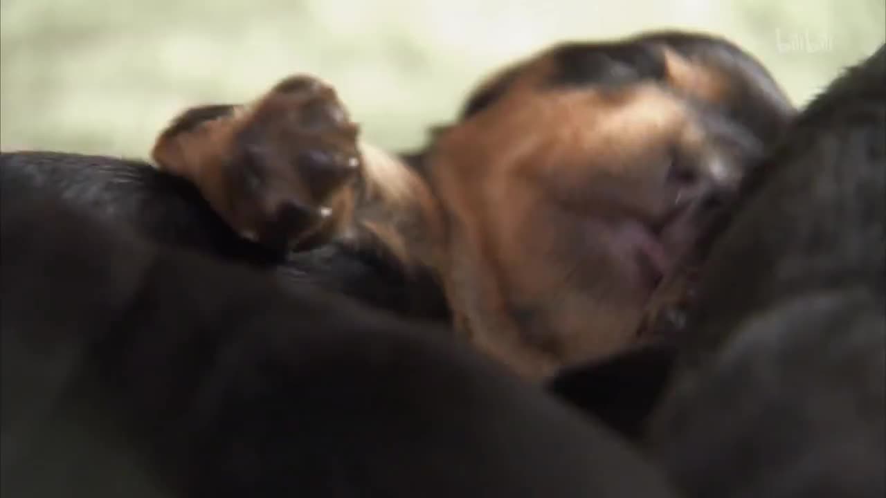 10_《萌宠成长记 第三季》第10集 小小看门狗_高清 1080P