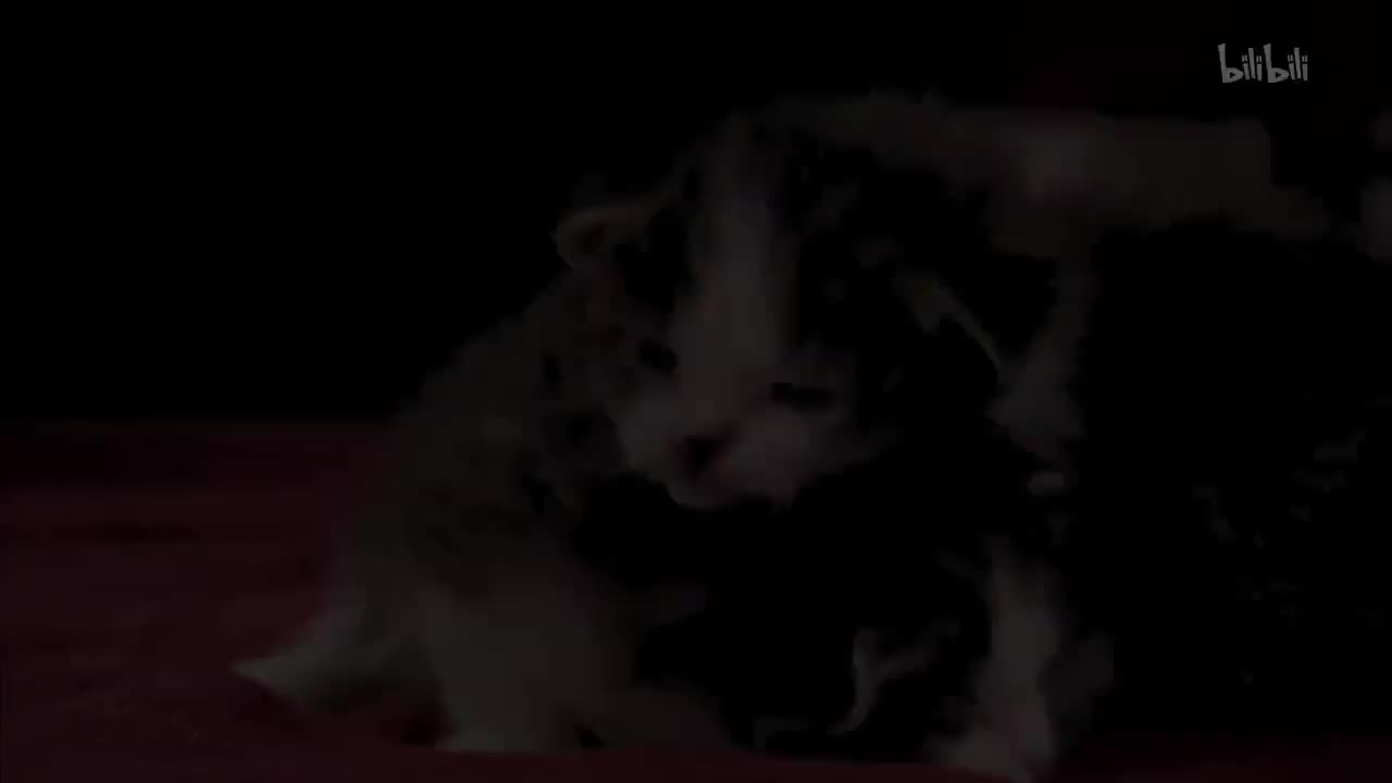 12_《萌宠成长记 第三季》第12集 小猫与狗狗_高清 1080P