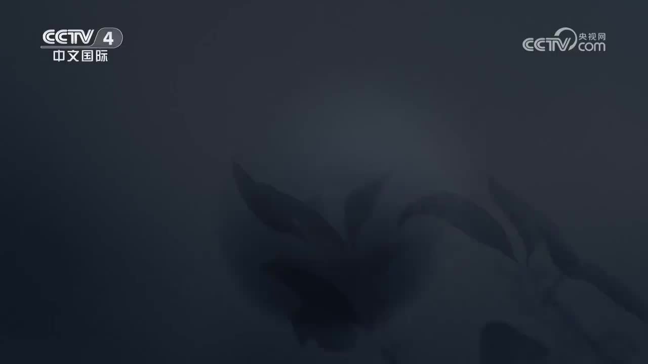 第8集 命运与共