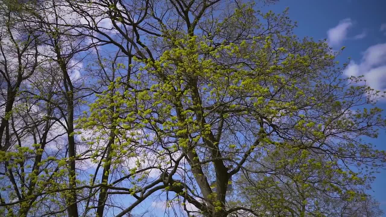 80. I Got A Puppy Our First Days Together