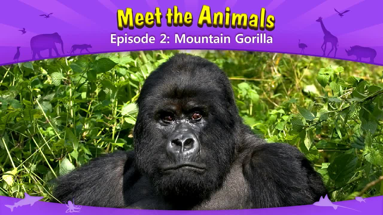 002_Meet the Animals 2_Mountain Gorilla