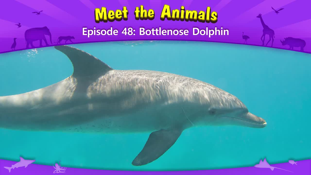 048.Meet the Animals 48-Bottlenose Dolphin.1080p
