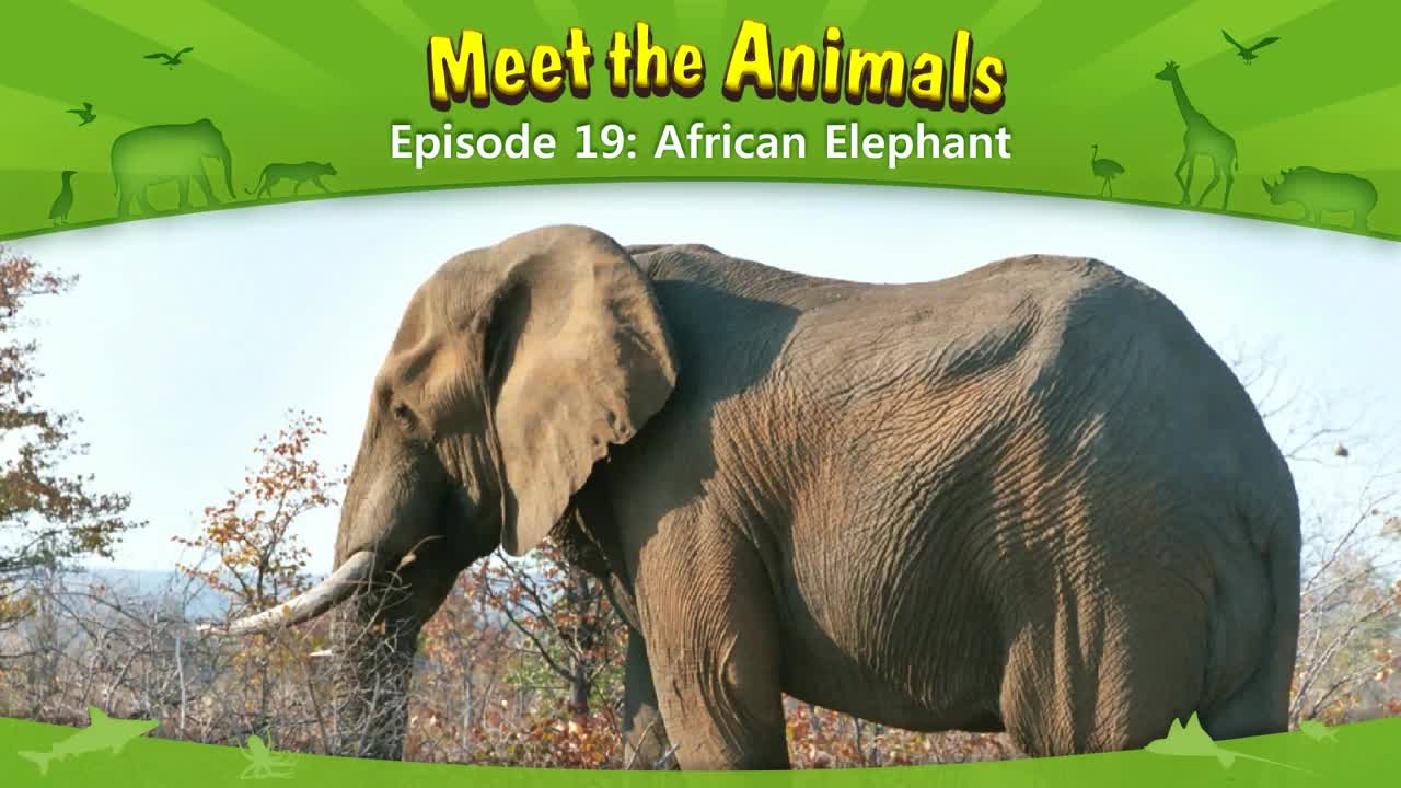 019_Meet the Animals 19_African Elephant