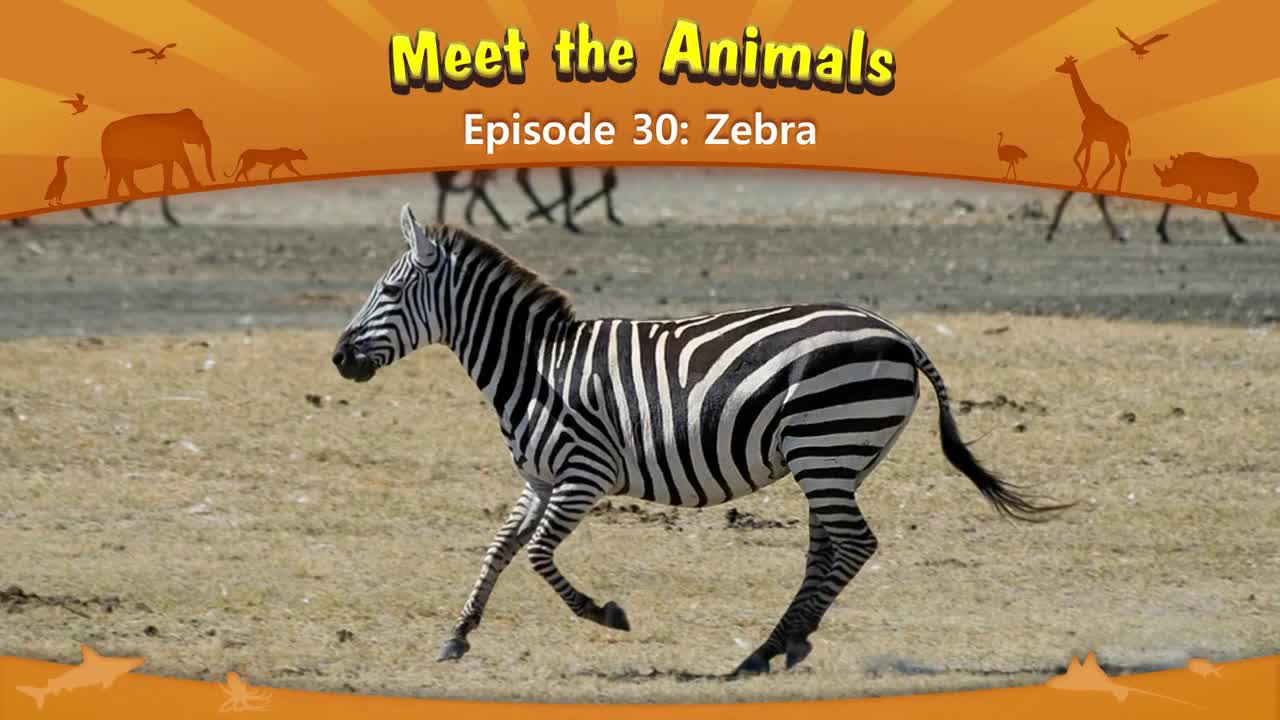 030_Meet the Animals 30_Zebra