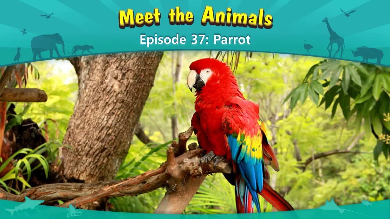 037_Meet the Animals 37_Parrot