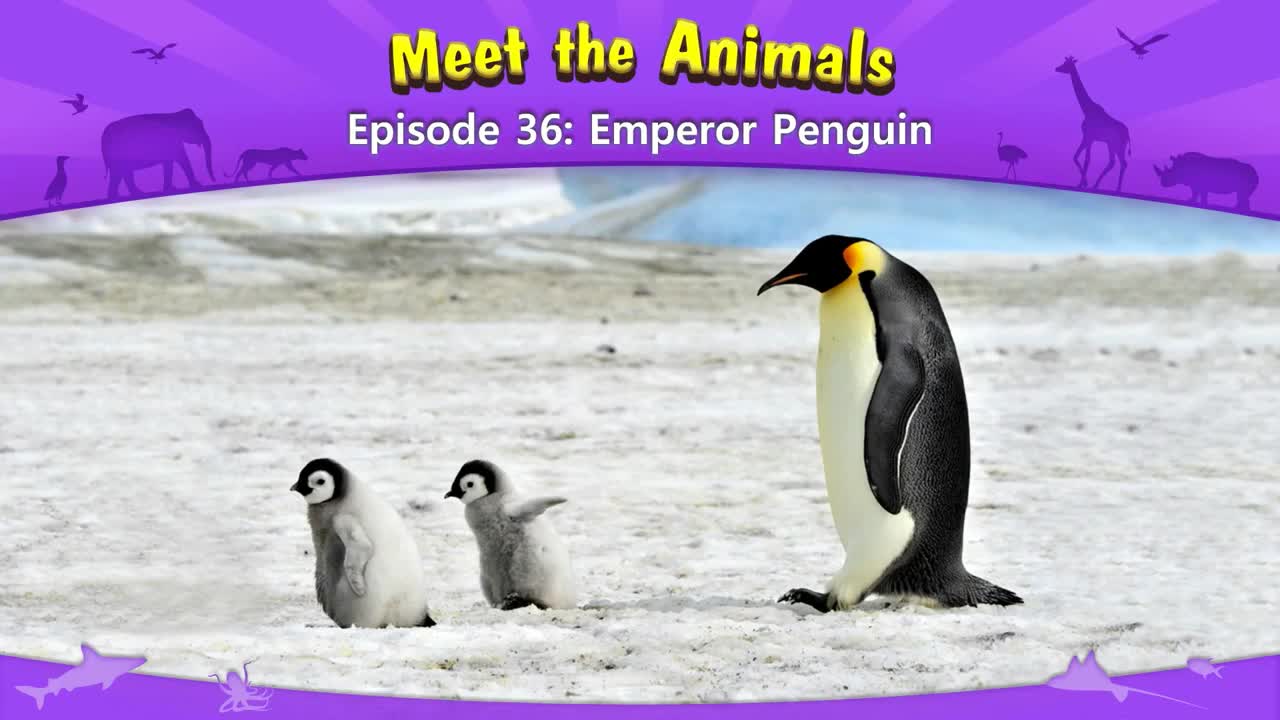 036_Meet the Animals 36_Emperor Penguin