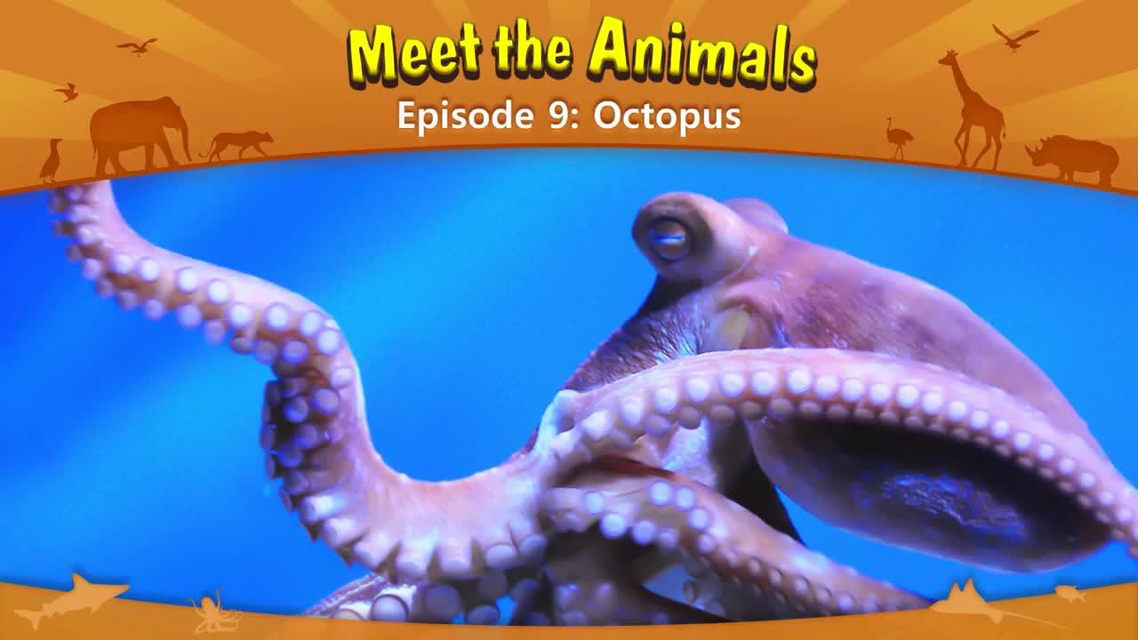 009_Meet the Animals 9_Octopus