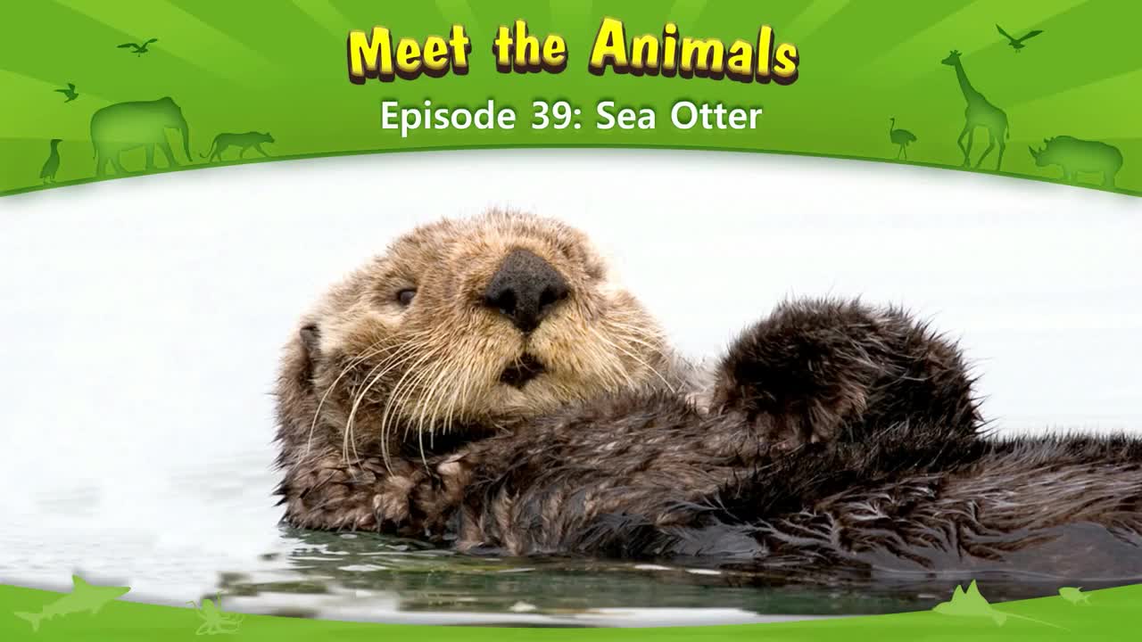 039_Meet the Animals 39_Sea Otter