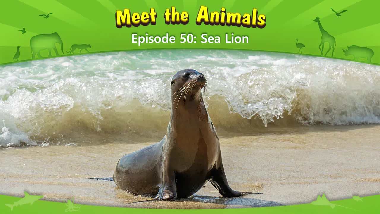 050.Meet the Animals 50-Sea Lion.1080p