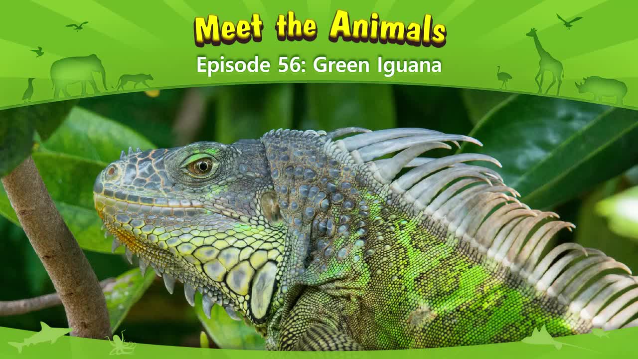 056.Meet the Animals 56-Green Iguana.1080p