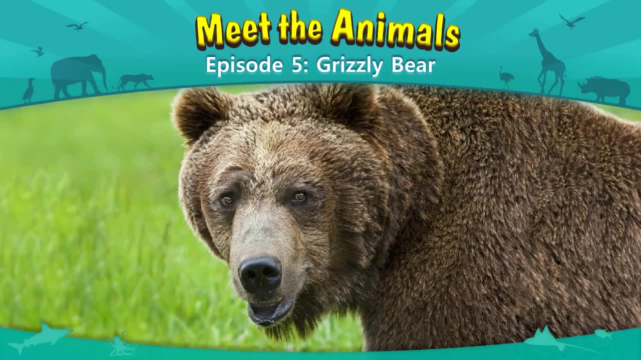 005_Meet the Animals 5_Grizzly Bear