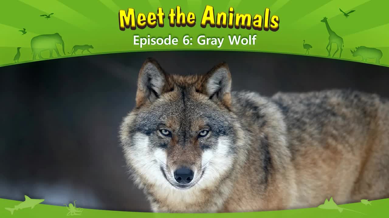 006_Meet the Animals 6_Gray Wolf