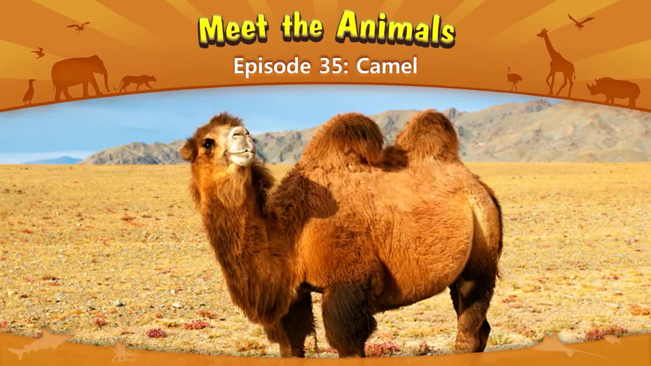 035_Meet the Animals 35_Camel