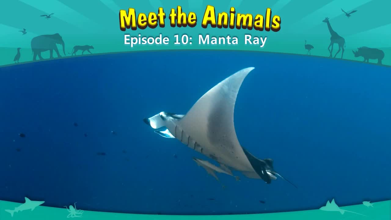 010_Meet the Animals 10_Manta Ray