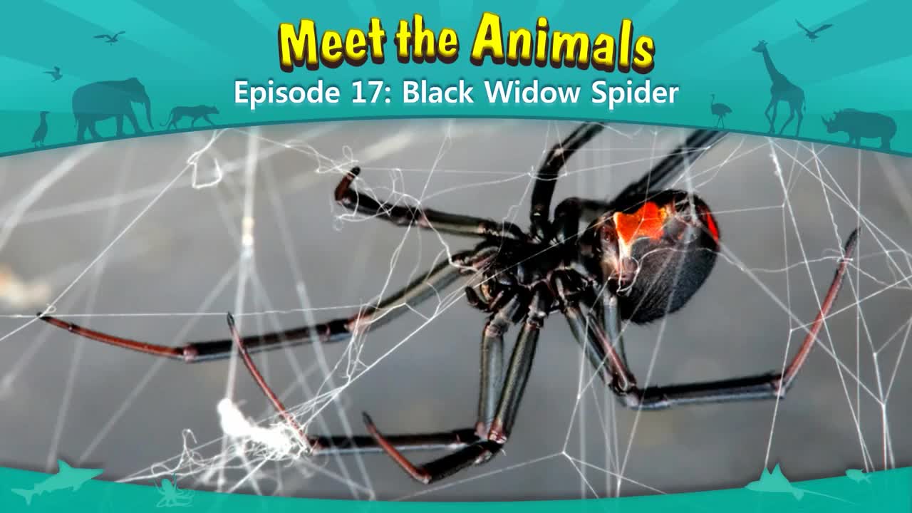 017_Meet the Animals 17_Black Widow Spider