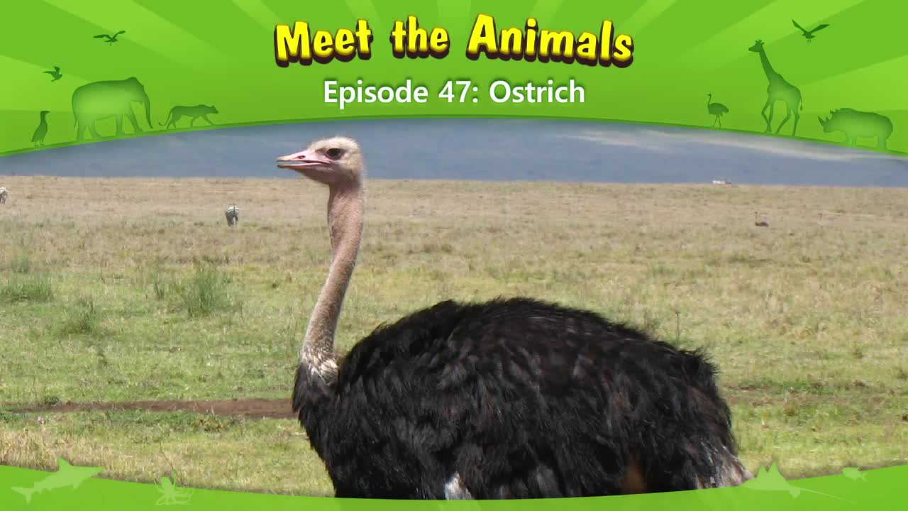 047.Meet the Animals 47-Ostrich.1080p