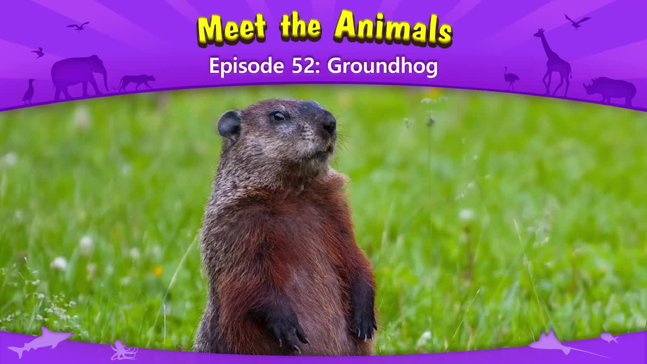052.Meet the Animals 52-Groundhog.1080p