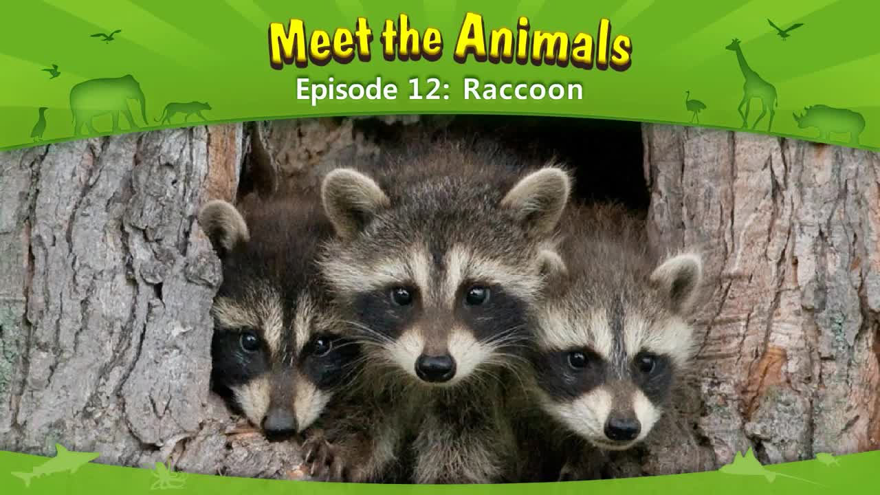 012_Meet the Animals 12_Raccoon