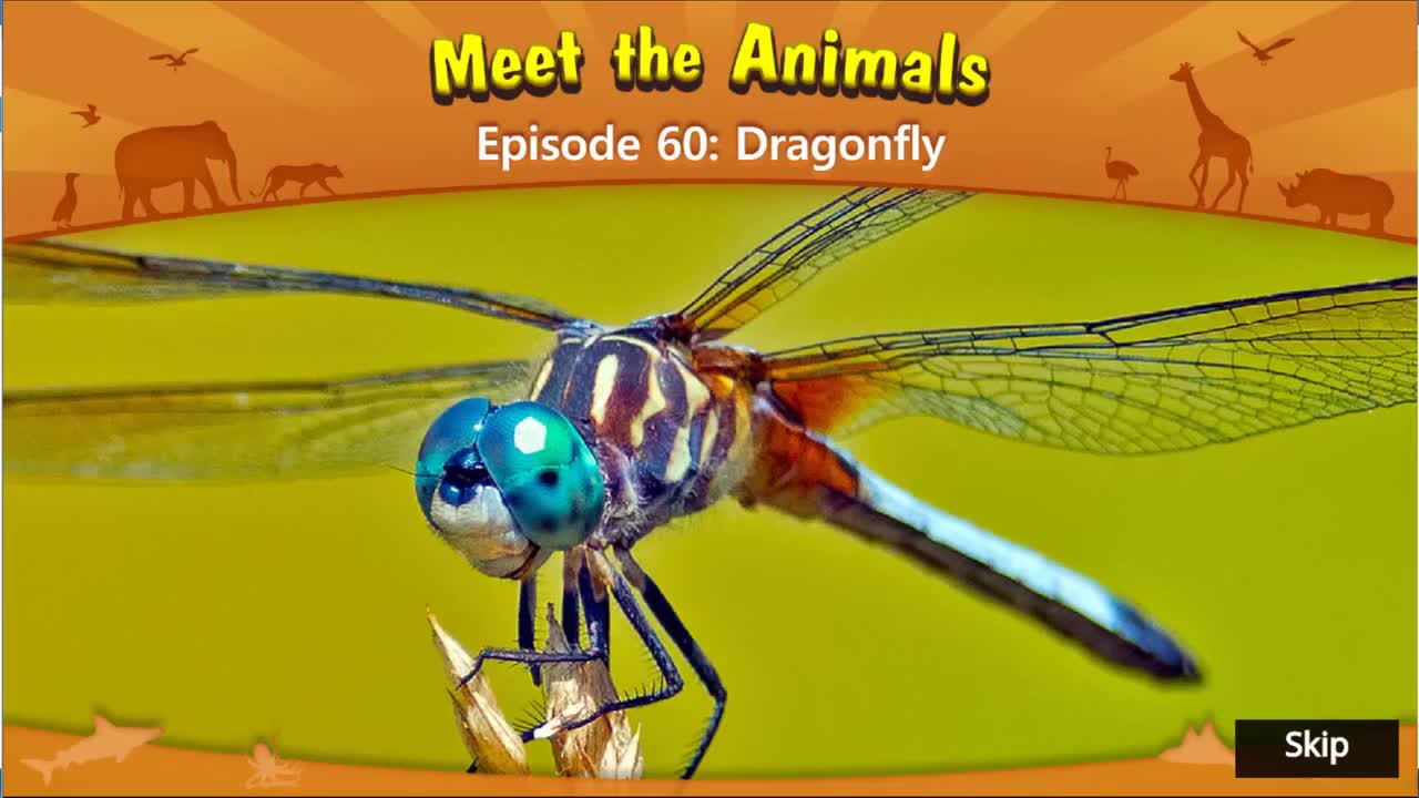 060.Meet the Animals 60_Dragonfly