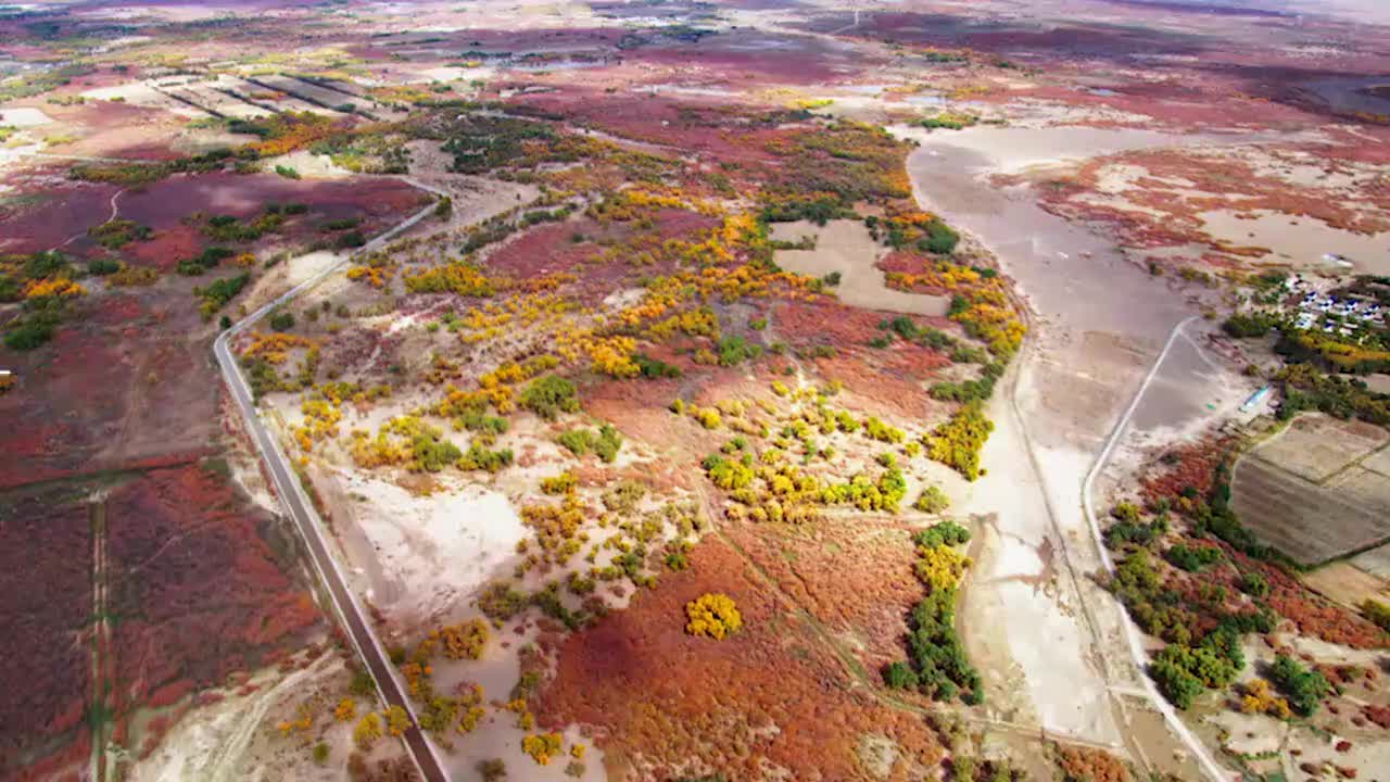 32、沙漠的守护神：胡杨