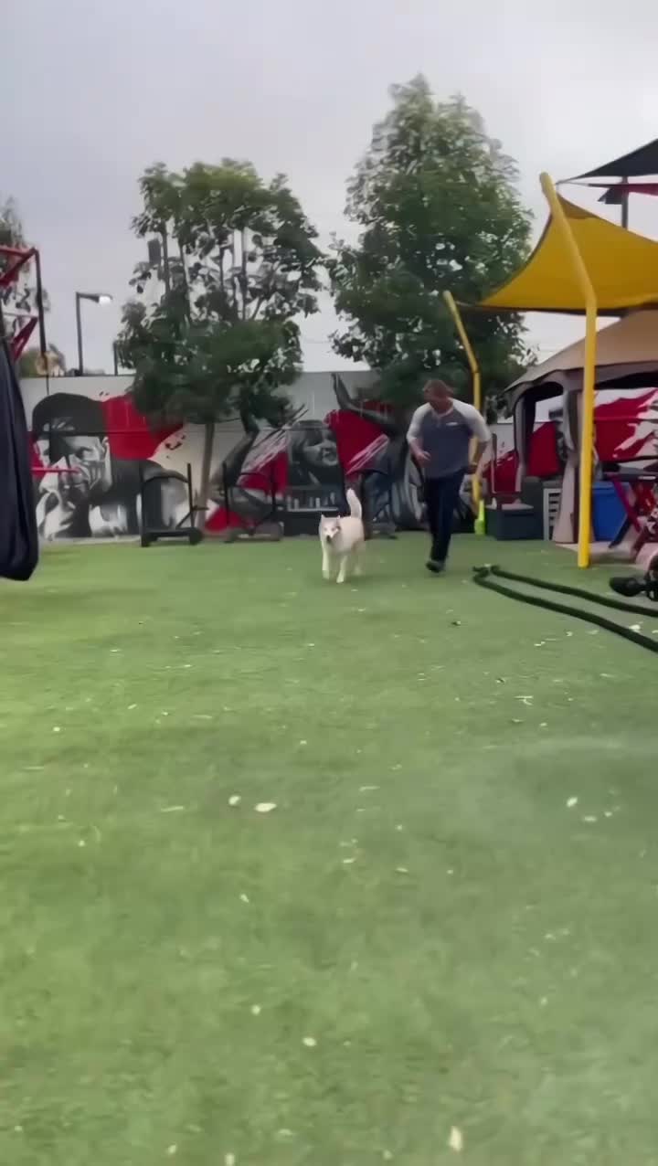 大力王与狗狗玩耍