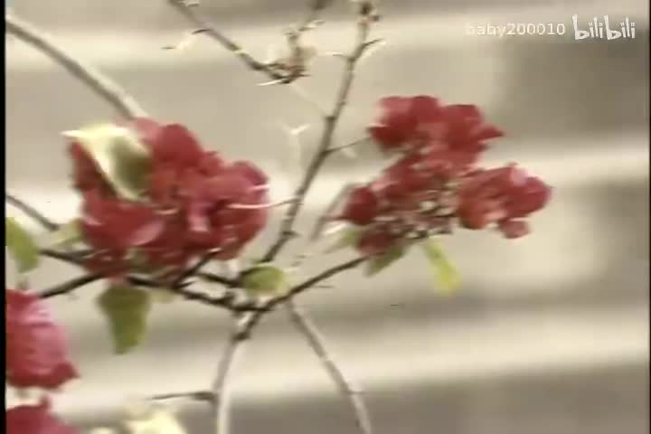 蔡立儿&刘锡明 - 迎春花【原唱】