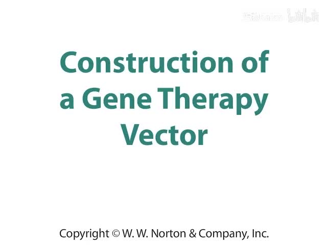 Construction of a Gene Therapy Vector