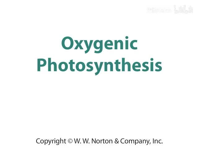 Oxygenic Photosynthesis