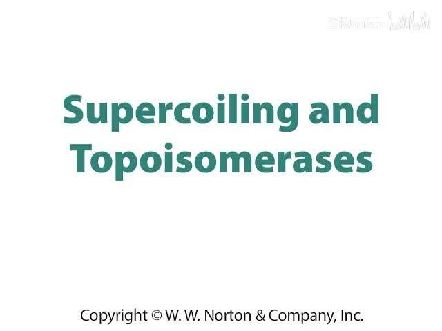 Supercoiling and Topoisomerases