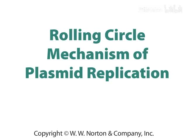 Rolling Circle Mechanism of Plasmid Replication