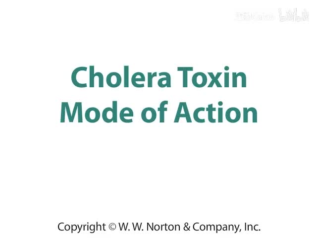 Cholera Toxin Mode of Action