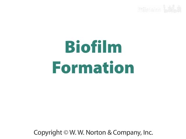 Biofilm Formation