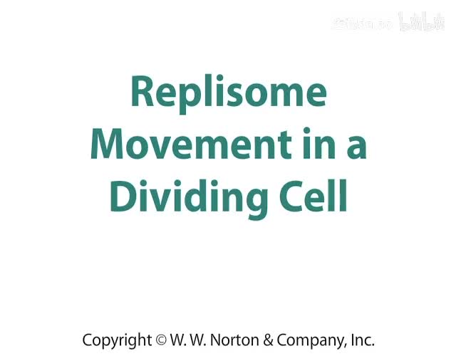 Replisome Movement Within a Dividing Cell