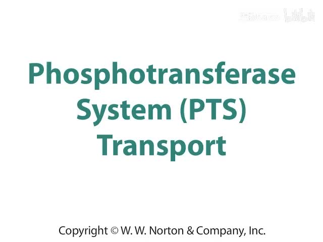 Phosphotransferase System (PTS) Transport