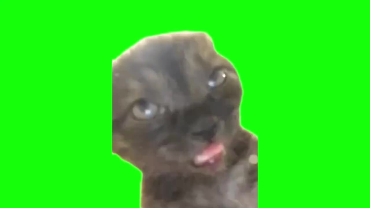 吐舌翻白眼黑猫（有声）