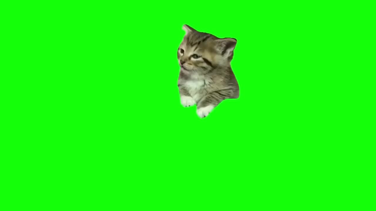 瞌睡猫猫（有声）