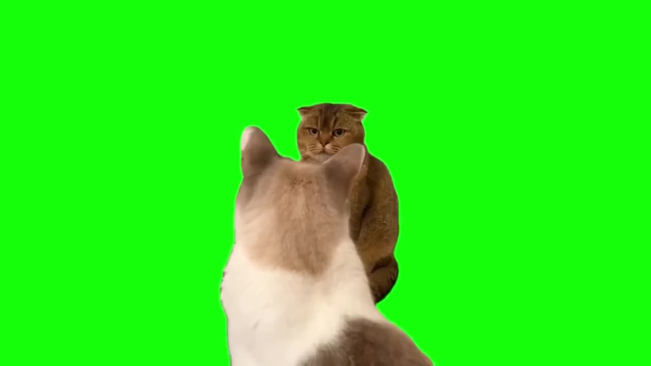 橘猫凝视橘猫（无声）