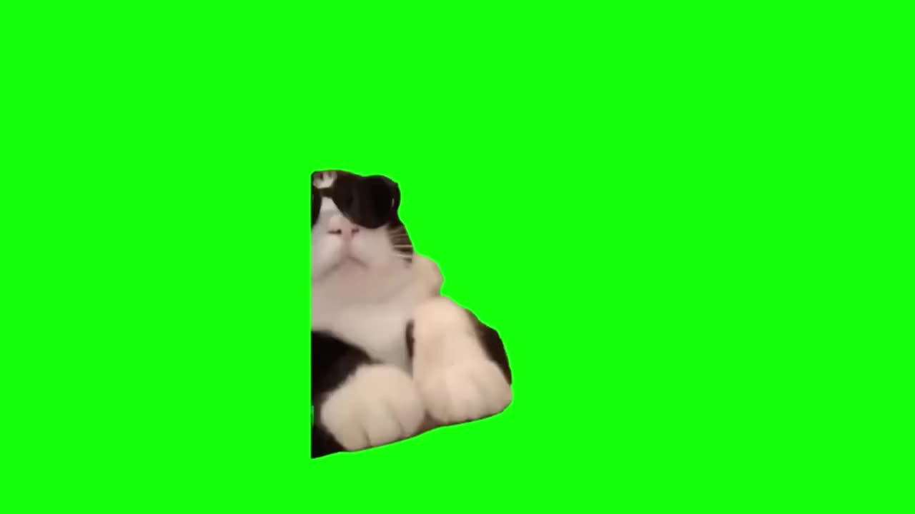 酷酷小猫敲键盘（有声）