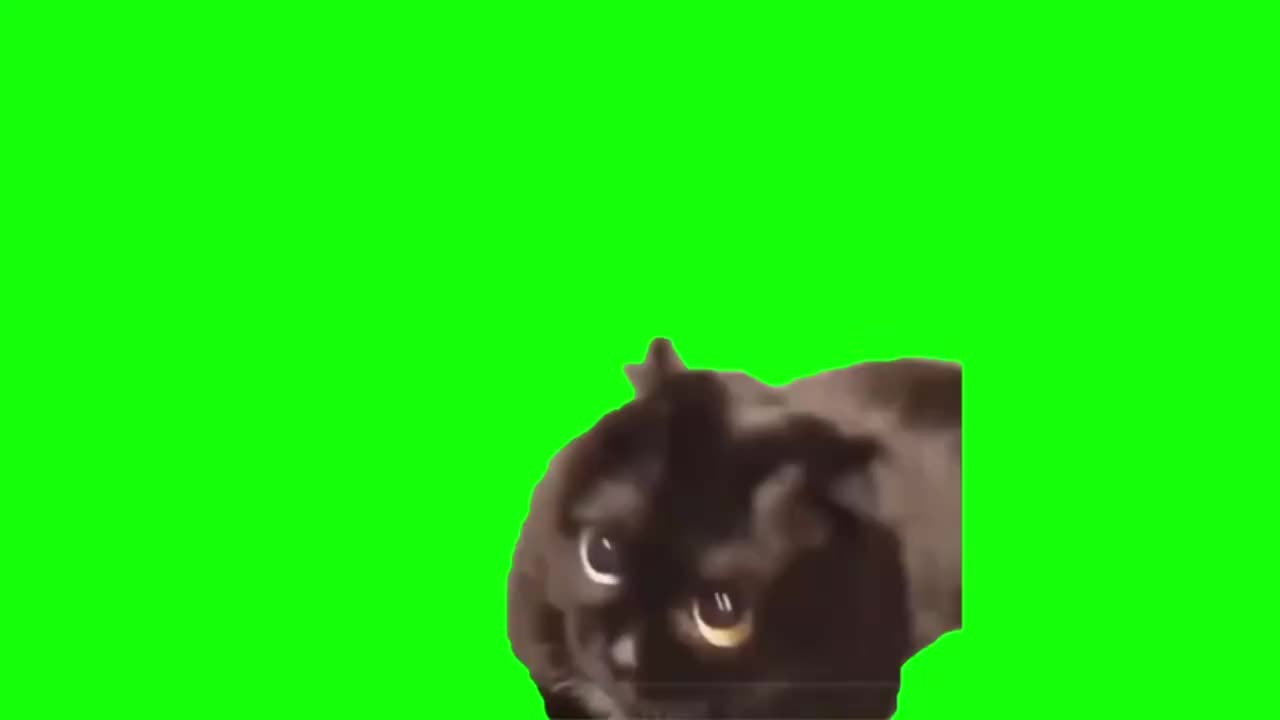 震惊黑猫（无声）