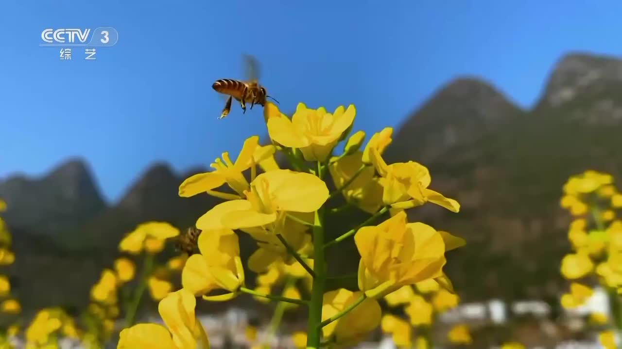 03 2024春季包装-ID1（花开中国）