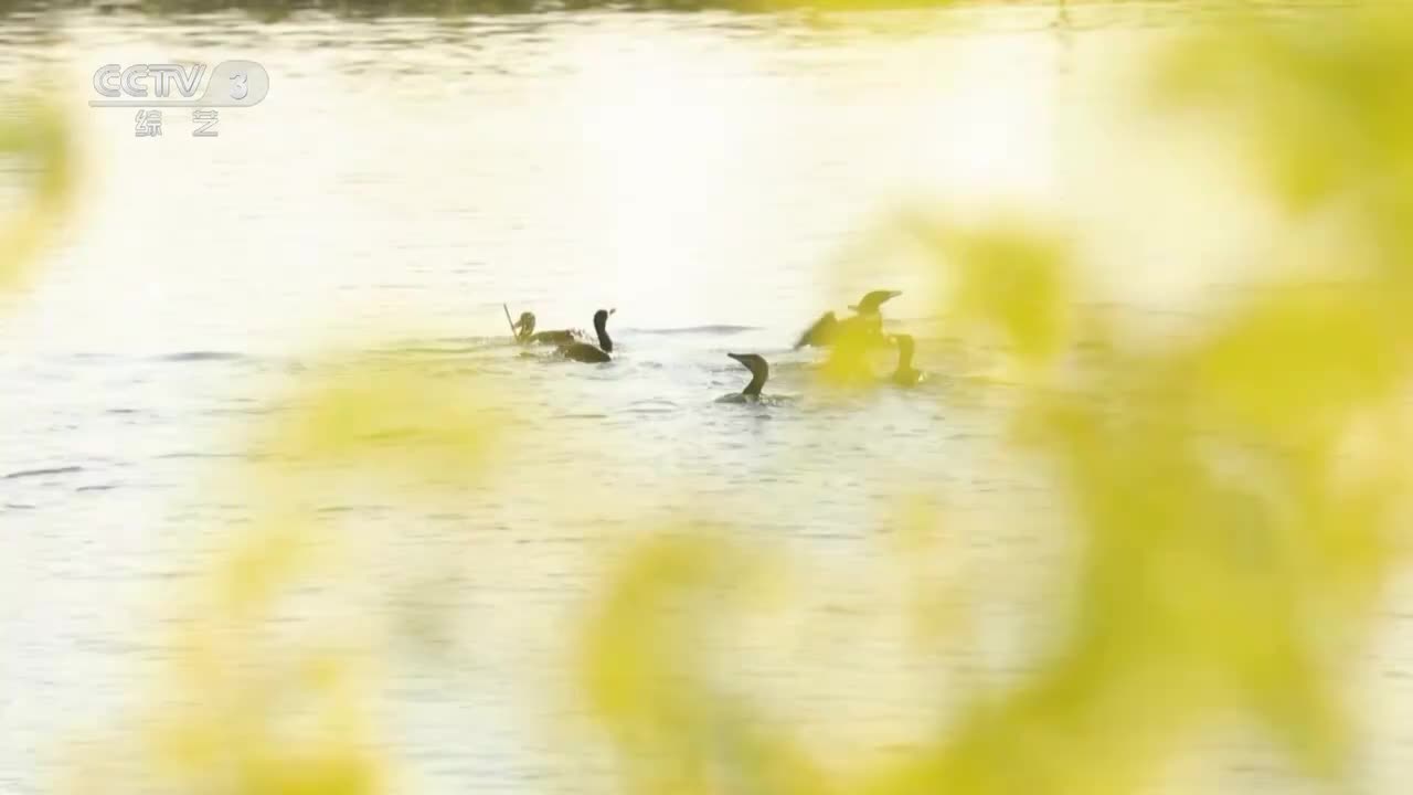 03 2024春季包装-ID2（花开中国）