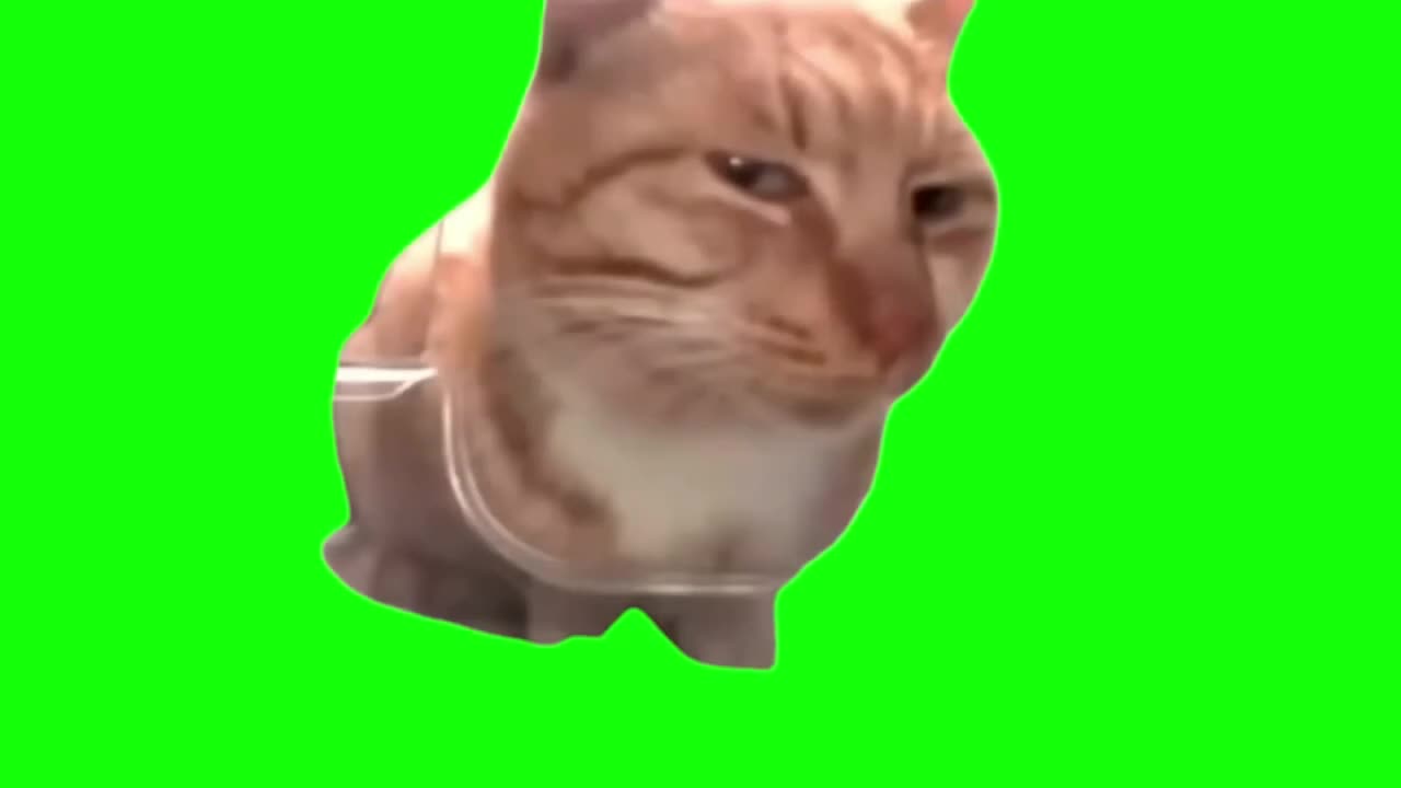 新鲜哥（听泉猫）