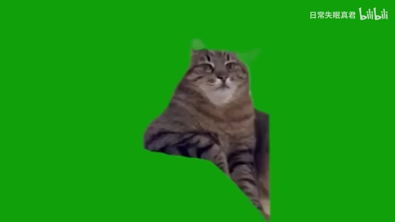 手搁桌思考人生猫