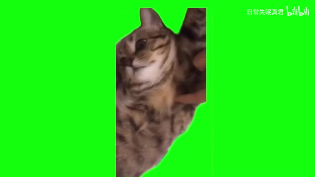 突然双手抱头猫