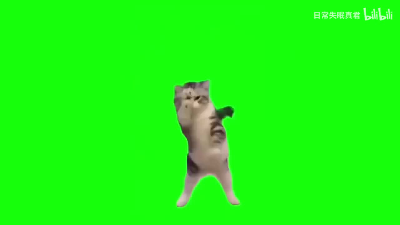 往前虚空爬的chipi猫