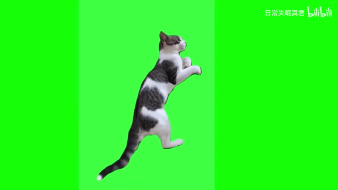 回转向前虚空爬猫