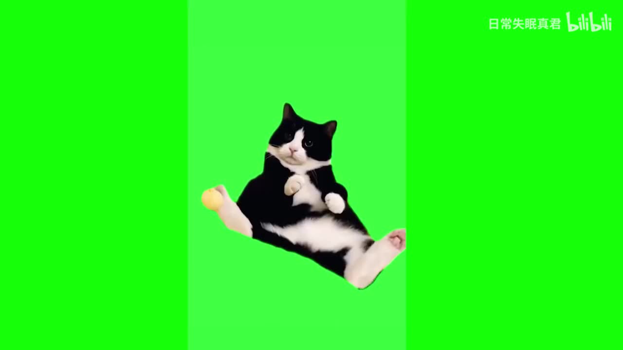 瘫地上（我服了）猫