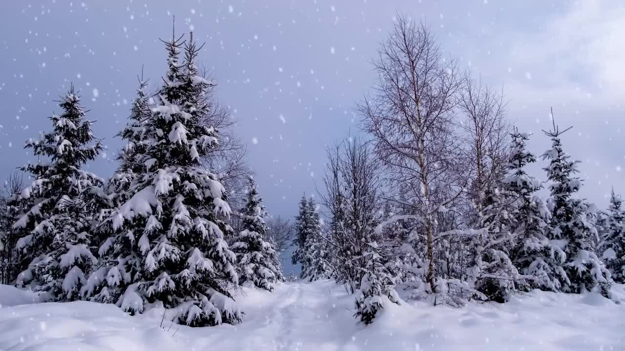 飘雪的树林风景 #1021