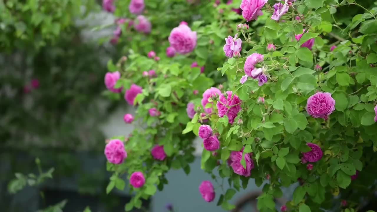 玫瑰花（粉色）合集三 #4063